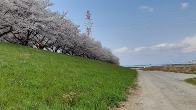 4月某日、桜がきれいな多摩川で探石