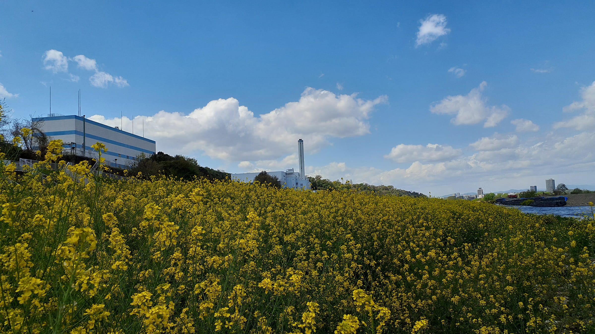 菜の花がきれいな多摩川川原で探石