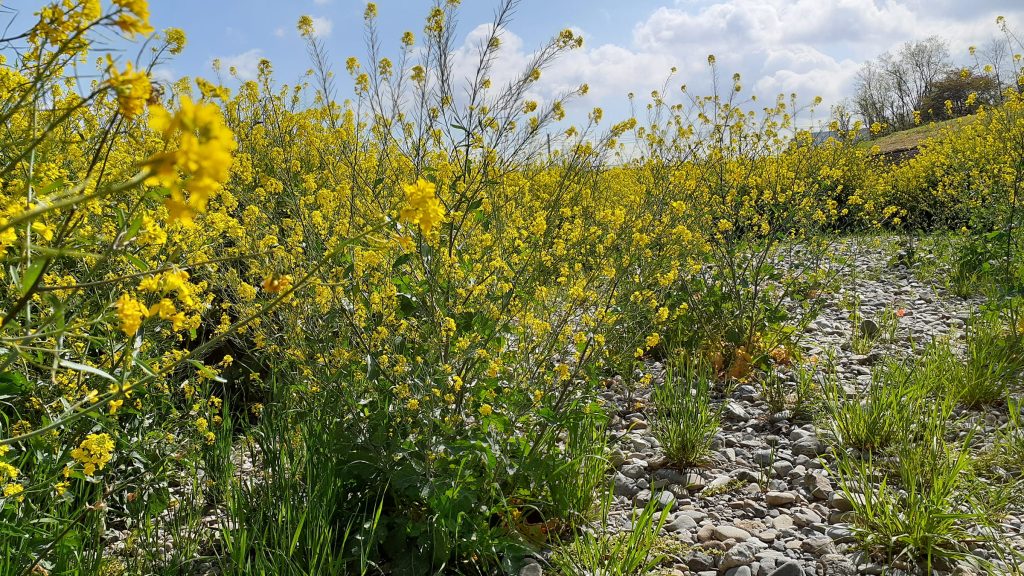 菜の花をかき分けながら探石