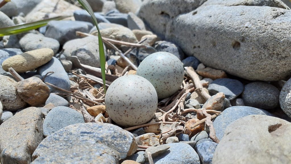 多摩川の川原で見つけた鳥の卵