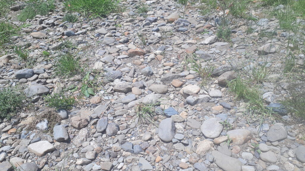 大栗川で蒼黒の多摩川石を探す