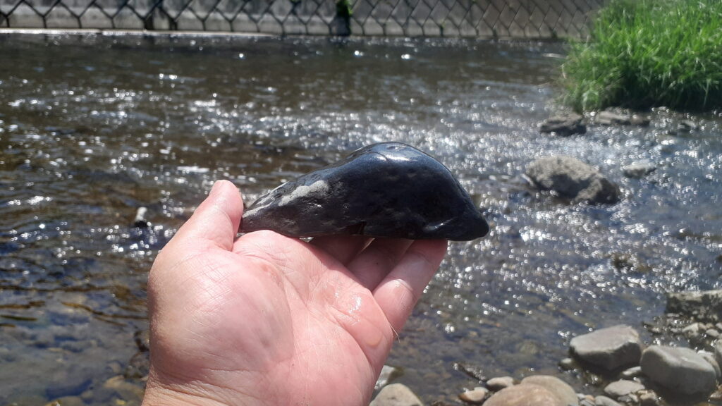 底が落ち着いている蒼黒の山形多摩川石