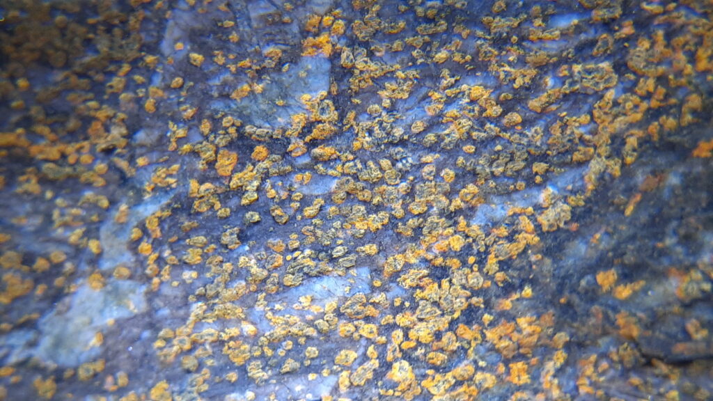 多摩川石の金梨地肌拡大