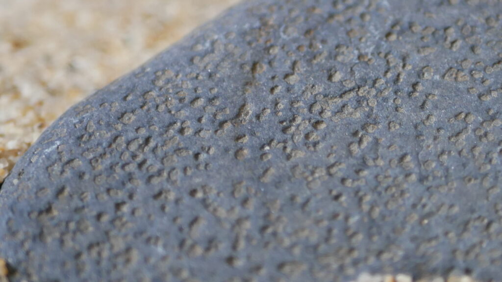 くっきりと浮かび上がる瀬田川石の梨地肌