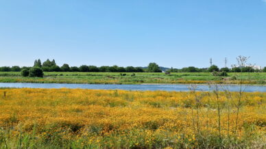 多摩川親水公園を抜け、川原へ向かう